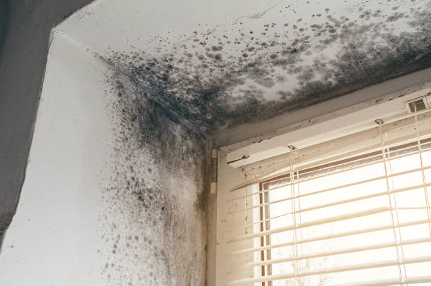 Affordable Mold Cleanup solutions in Abingdon, VA